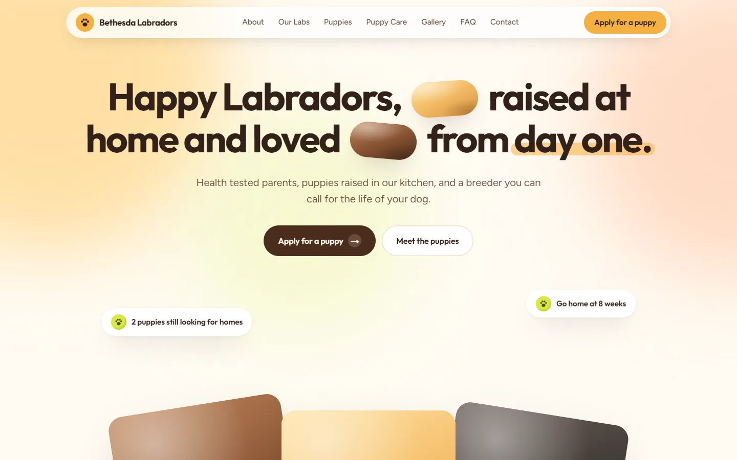 Bethesda Labradors home page: a warm hero welcoming families.